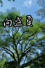 向盛夏